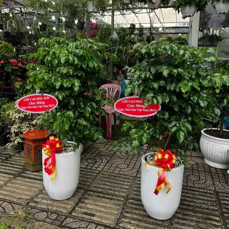 Ảnh bìa của sản phẩm: Cây hạnh phúc