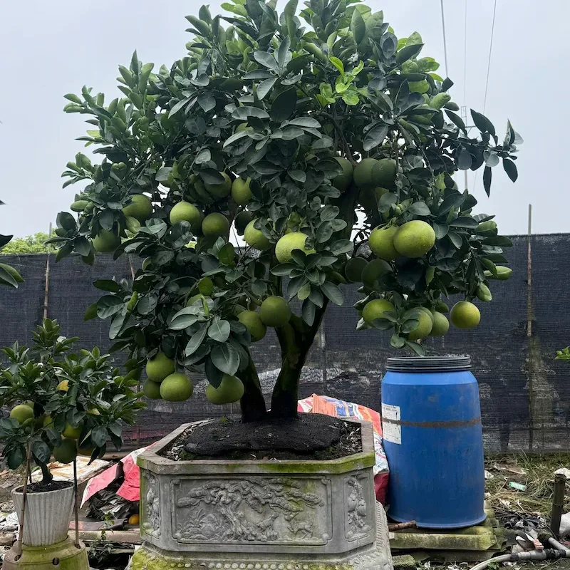 Ảnh bìa của sản phẩm: Cây bưởi