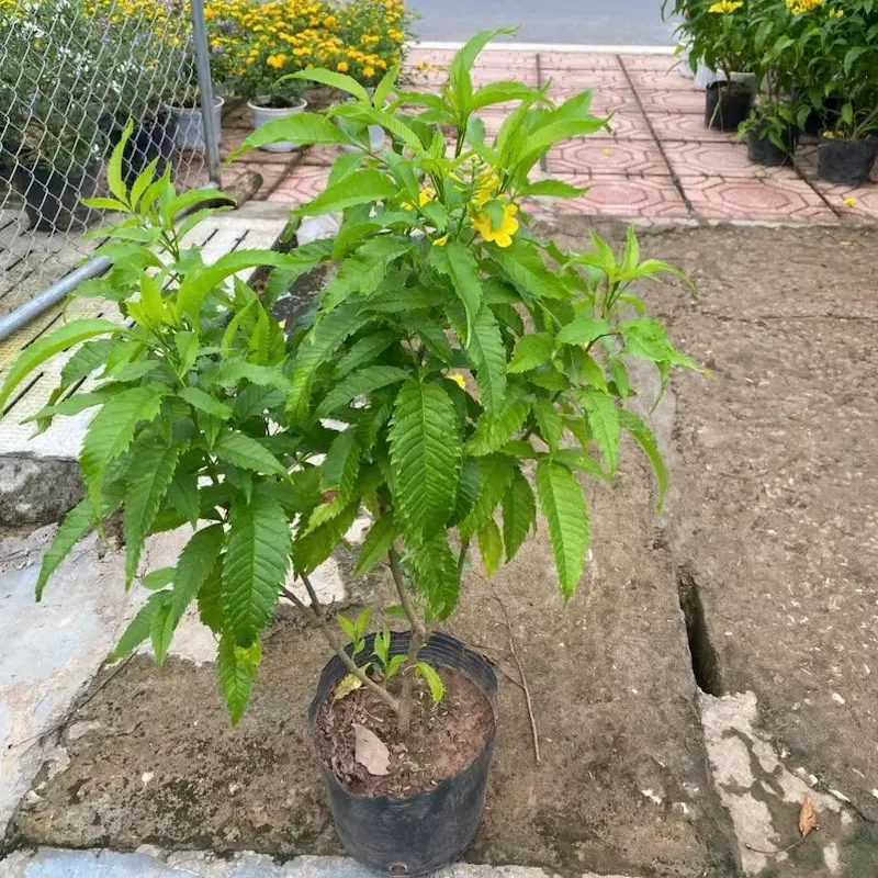 Ảnh bìa của sản phẩm: Cây Huỳnh Liên