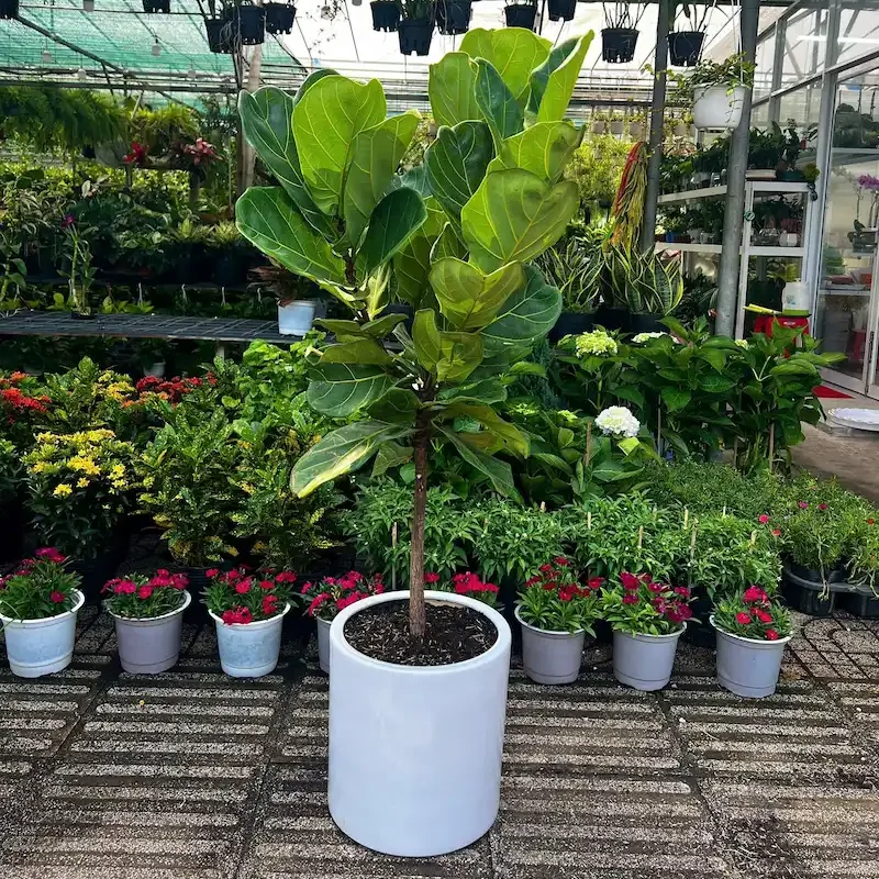 Ảnh bìa của sản phẩm: Cây Bàng Singapore