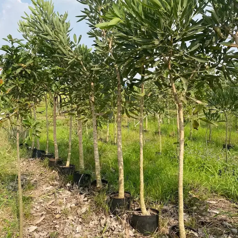 Ảnh bìa của sản phẩm: Cây Chuông Vàng