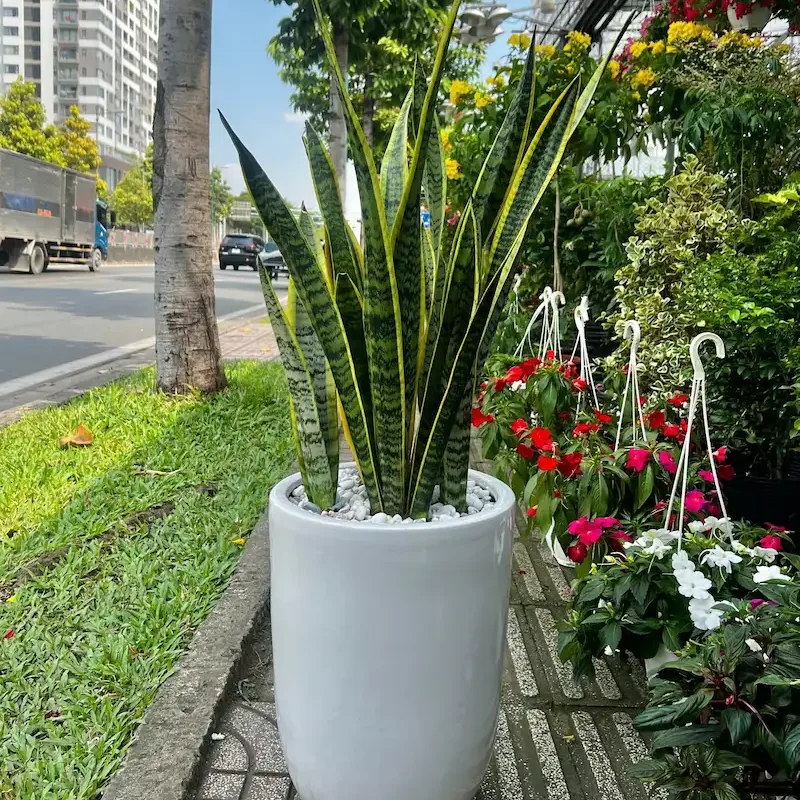 Ảnh bìa của sản phẩm: Cây Lưỡi Hổ