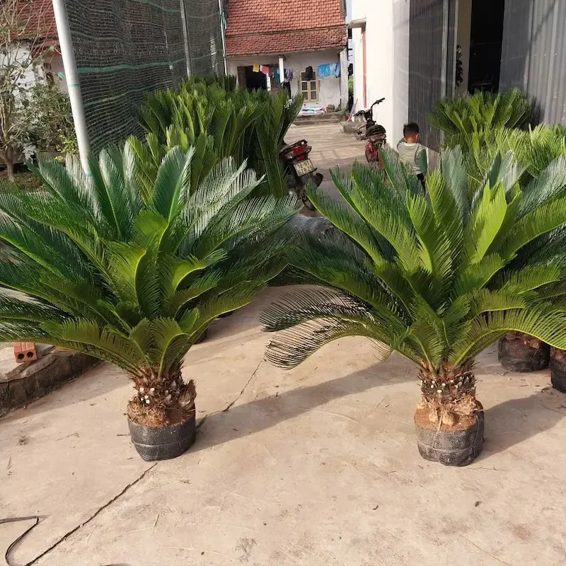 cây vạn tuế giá rẻ