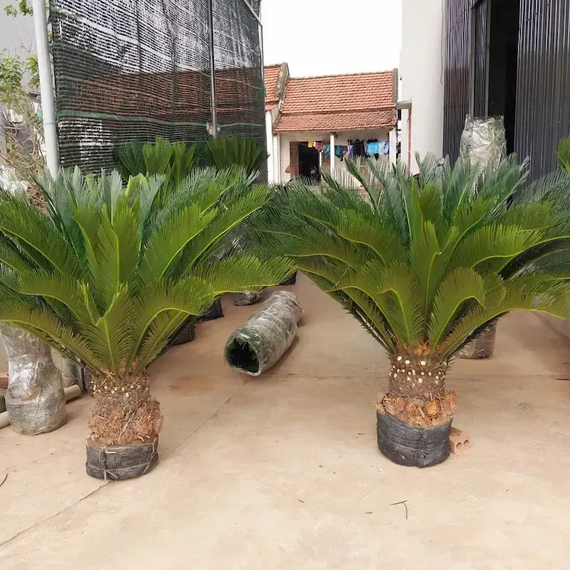 Cây Vạn Tuế phong thủy