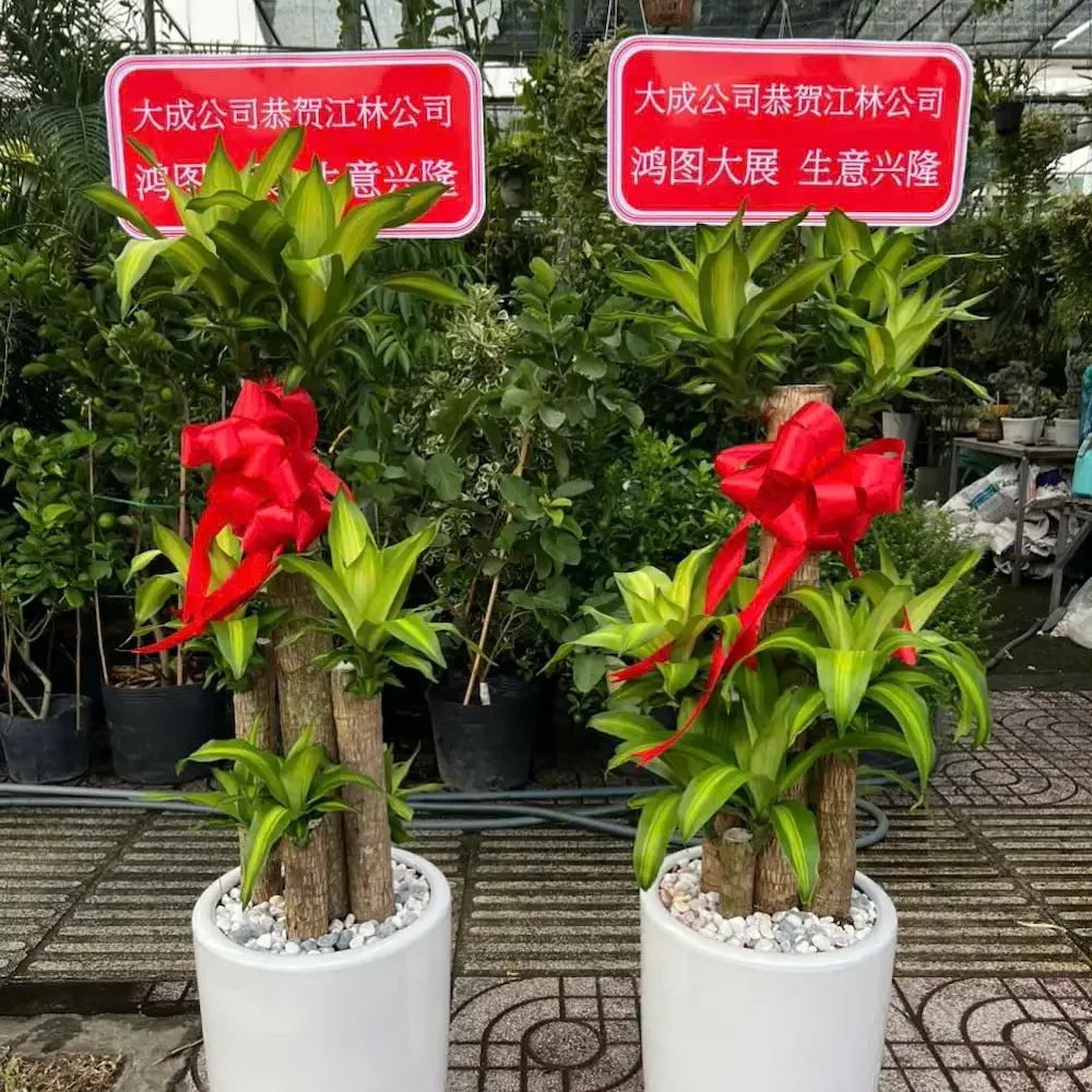Ảnh sản phẩm Cây Thiết Mộc Lan