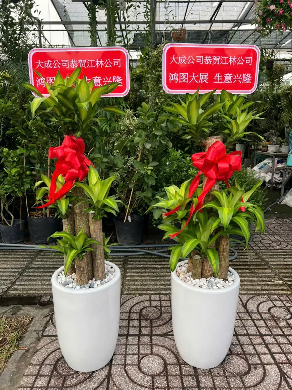 Cây Thiết Mộc Lan tặng khai trương
