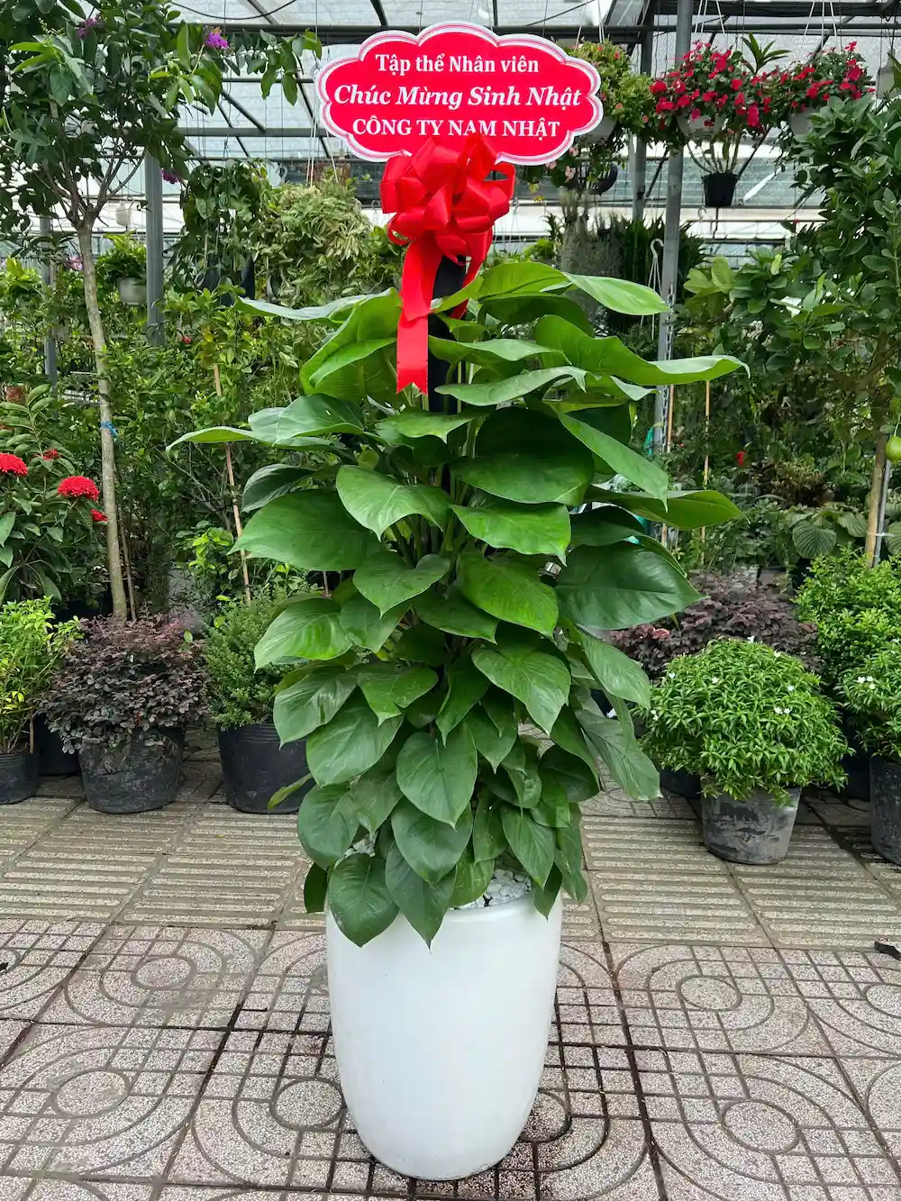 Cây Trầu Bà Leo Cột khai trương