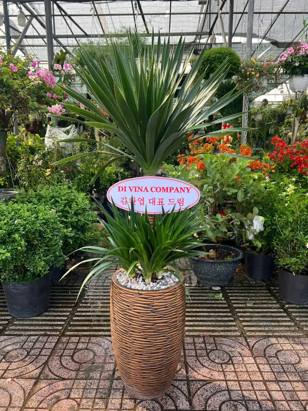 Cây Phát Tài Núi tặng khai trương