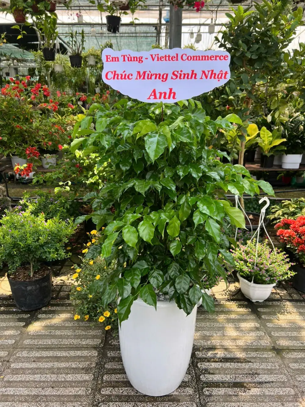 Cây Hạnh Phúc tặng khai trương