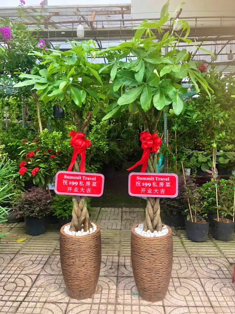 Cây Kim Ngân tặng khai trương