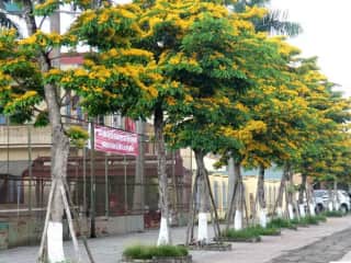 Ảnh bìa của bài viết Cây Giáng Hương - Loài Cây Công Trình Lớn Nhanh, Dễ Chăm Sóc Nhất Hiện Nay