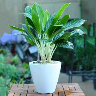 Ảnh bìa của bài viết Các loại cây cảnh trong nhà được ưa chuộng