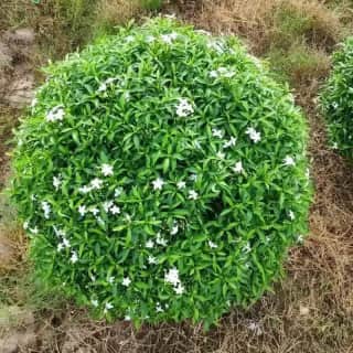 Ảnh bìa của bài viết Cây Mai Vạn Phúc: Hướng Dẫn Trồng, Chăm Sóc & Bảng Giá Cây Mai Vạn Phúc 2025