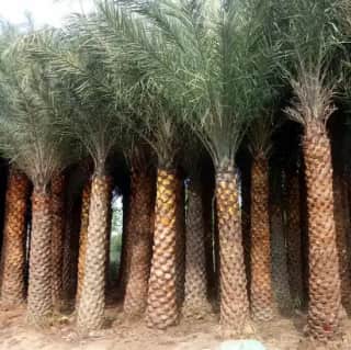 Ảnh bìa của bài viết Cây Chà Là: Hướng Dẫn Trồng, Chăm Sóc & Bảng Giá Mới Nhất 2025