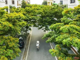 Ảnh bìa của bài viết Bảng giá cây Giáng Hương công trình năm 2026