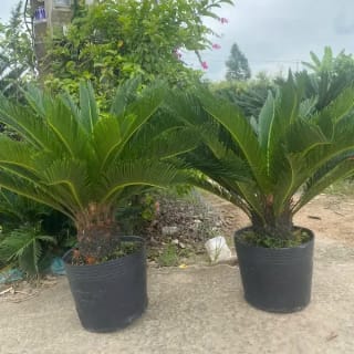 Ảnh bìa của bài viết Cây Vạn Tuế: Ý Nghĩa, Phong Thủy, Cách Trồng & Báo Giá 2026