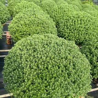 Ảnh bìa của bài viết Cúc Mâm Xôi Tết 2025 - Hướng Dẫn Chọn, Chăm Sóc và Trang Trí