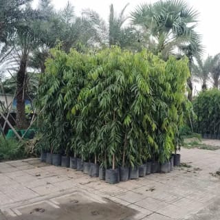 Ảnh bìa của bài viết Cây Hoàng Nam - Hướng Dẫn Trồng, Chăm Sóc & Bảng Giá Mới Nhất 2025