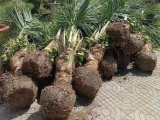 Ảnh bìa của bài viết Bảng Giá Cây Dừa Cảnh Mới Nhất 2025 2026 - Giao Hàng Toàn Quốc