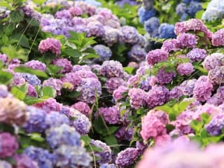 Ảnh bìa của bài viết Cẩm Tú Cầu: Hướng Dẫn Trồng, Chăm Sóc & Bảng Giá Mới Nhất 2025