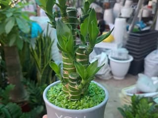 Ảnh bìa của bài viết Cây Phát Tài: Hướng Dẫn Trồng, Chăm Sóc, Ý Nghĩa Phong Thủy & Bảng Giá Mới Nhất 2025