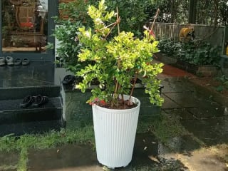 Ảnh bìa của bài viết Cây Siro: Đặc Điểm, Công Dụng, Cách Trồng, Chăm Sóc Và Phong Thủy 2025