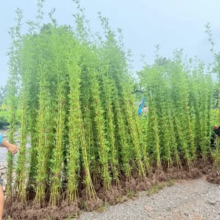 Ảnh bìa của bài viết Cây Trúc Quân Tử: Biểu Tượng Thanh Cao Và Bình An Cho Không Gian Xanh