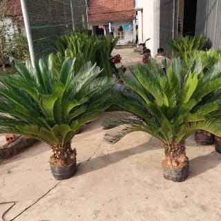 Ảnh bìa của bài viết Bảng báo giá cây Vạn Tuế chiều cao 0,5m đến 1m năm 2026