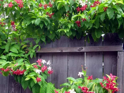 Ảnh bìa của bài viết