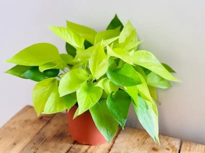 Ảnh bìa của bài viết