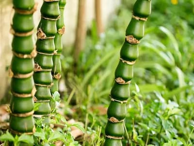 Ảnh bìa của bài viết