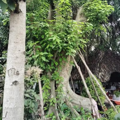 Ảnh bìa của sản phẩm: Cây Sung Cổ Thụ