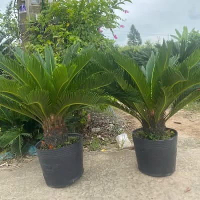 Ảnh bìa của bài viết