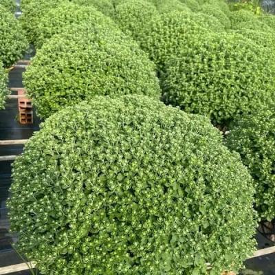 Ảnh bìa của bài viết