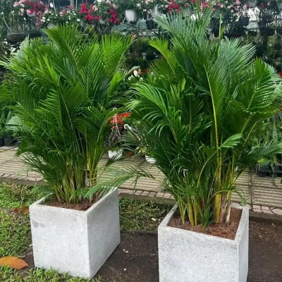 Ảnh bìa của bài viết