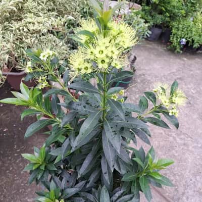 Ảnh bìa của sản phẩm: Cây mai thái hoa vàng