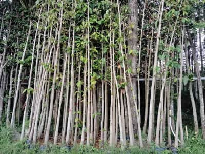 Ảnh bìa của sản phẩm: Cây Dầu Rái