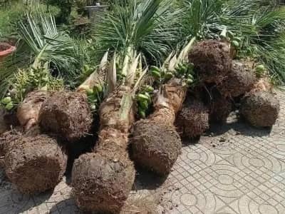 Ảnh bìa của bài viết