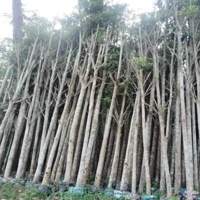 Ảnh bìa của bài viết