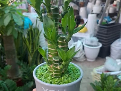 Ảnh bìa của bài viết