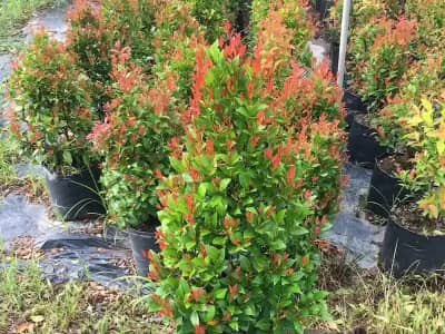 Ảnh bìa của sản phẩm: Cây hồng lộc