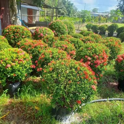 Ảnh bìa của bài viết