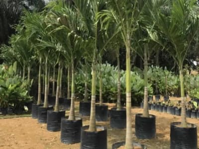 Ảnh bìa của bài viết