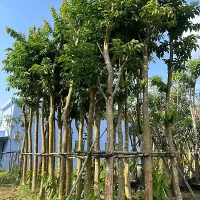 Ảnh bìa của sản phẩm: Cây Bằng Lăng