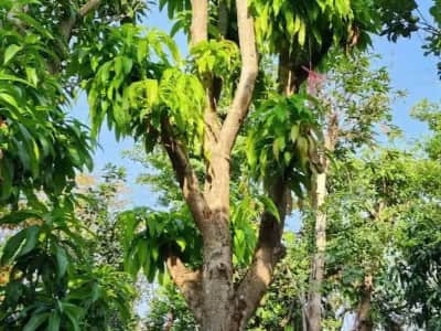 Ảnh bìa của sản phẩm: Cây Xoài