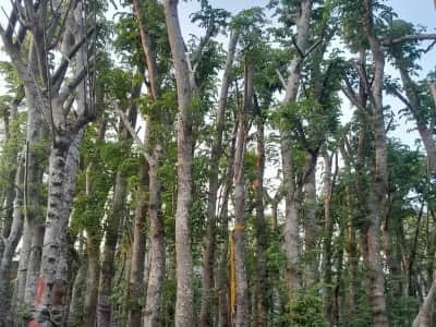 Ảnh bìa của sản phẩm: Cây Muồng Hoa Đào