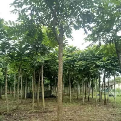 Ảnh bìa của sản phẩm: Cây Lát Hoa