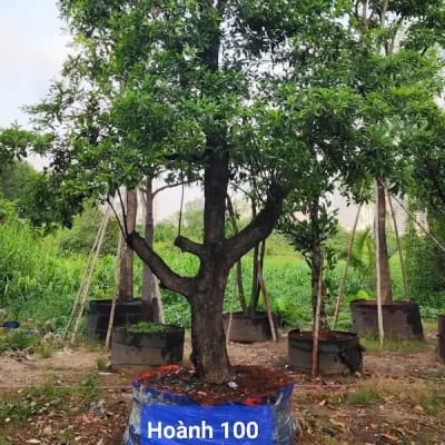 Ảnh bìa của sản phẩm: Cây Sapoche ( Hồng Xiêm )