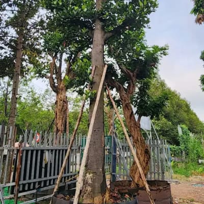 Ảnh bìa của sản phẩm: Cây Mít