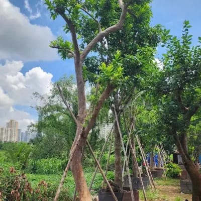 Ảnh bìa của sản phẩm: Cây Ổi